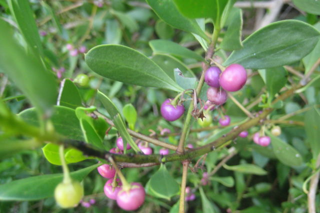 Myoporum boninense