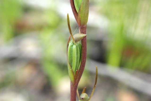 Orthoceras strictum