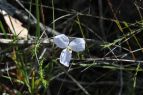Patersonia (white)