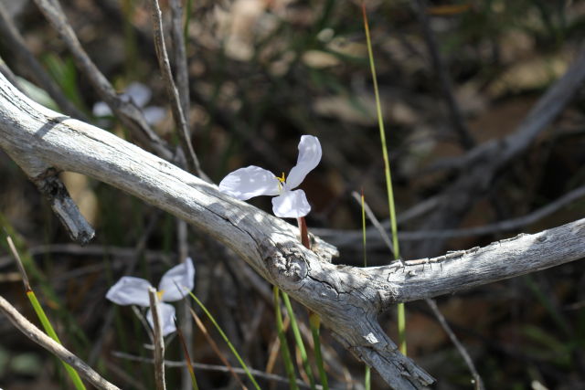 Patersonia (white)