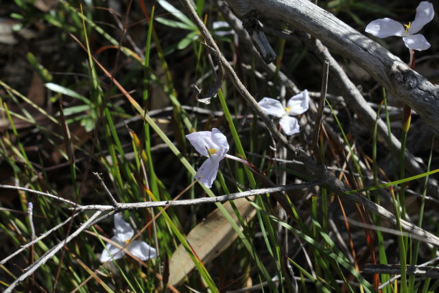 Patersonia (white)