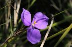 Patersonia glabrata