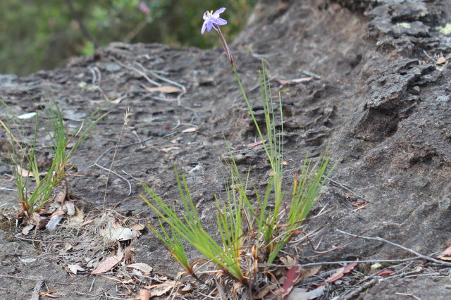 Patersonia glabrata