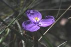Patersonia sericea