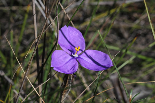 Patersonia sericea