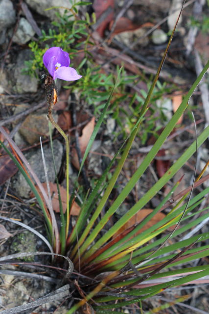 Patersonia sericea
