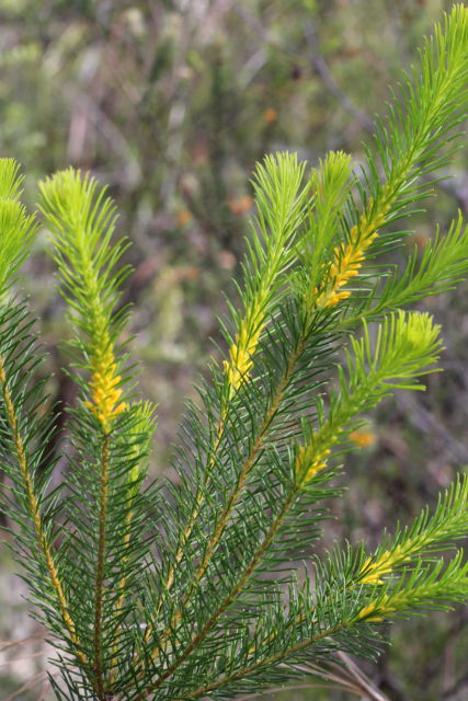 Persoonia isophylla