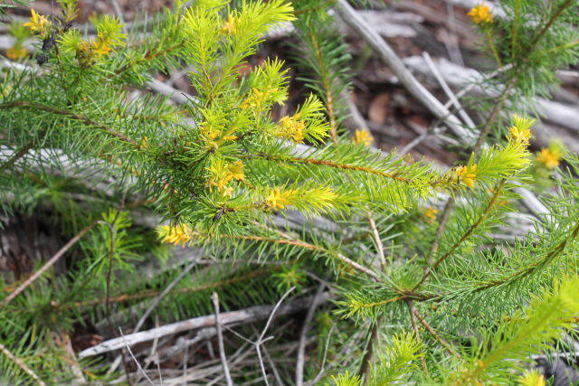Persoonia isophylla