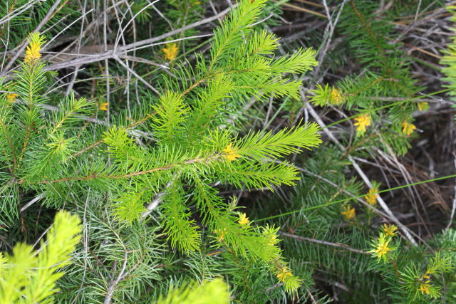 Persoonia isophylla