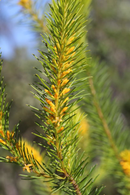 Persoonia isophylla