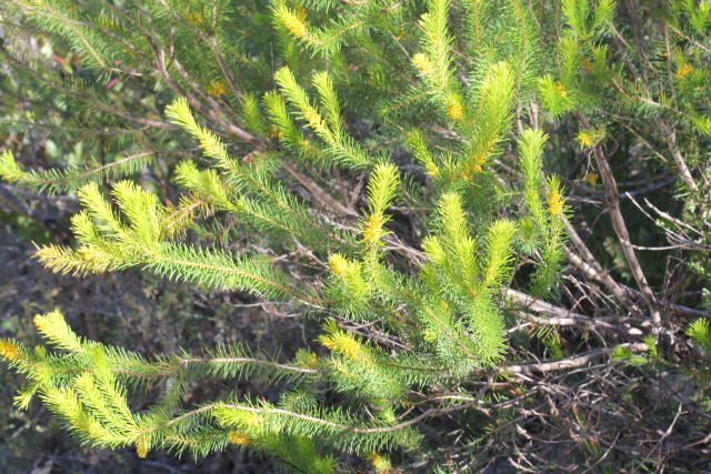 Persoonia isophylla