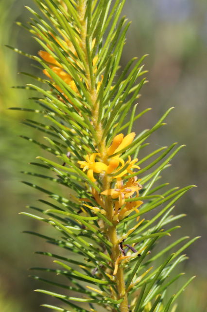 Persoonia isophylla
