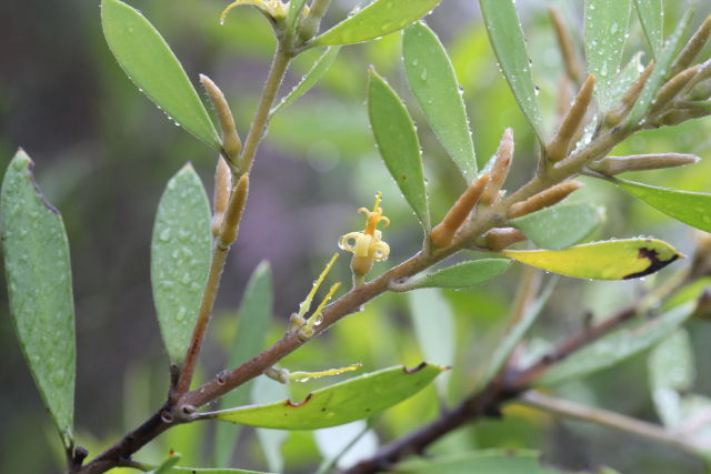 Persoonia lanceolata