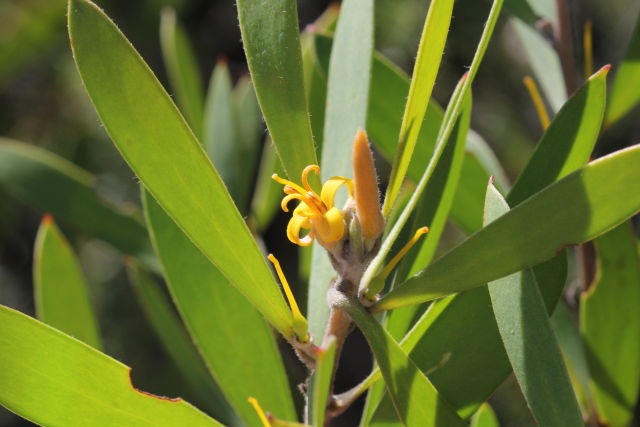 Persoonia lanceolata