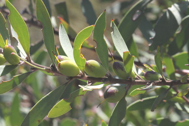Persoonia lanceolata