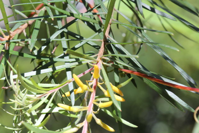 Persoonia linearis