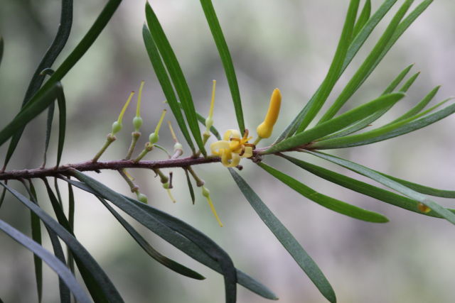 Persoonia linearis