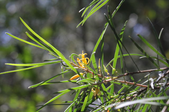 Persoonia linearis