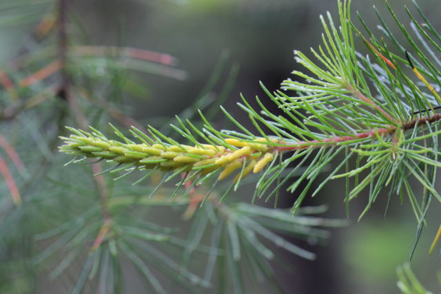 Persoonia pinifolia