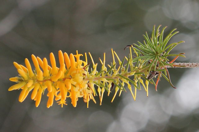 Persoonia pinifolia
