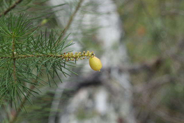 Persoonia pinifolia