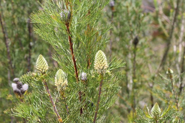 Petrophile pulchella