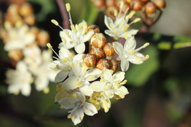 Phebalium squamulosum