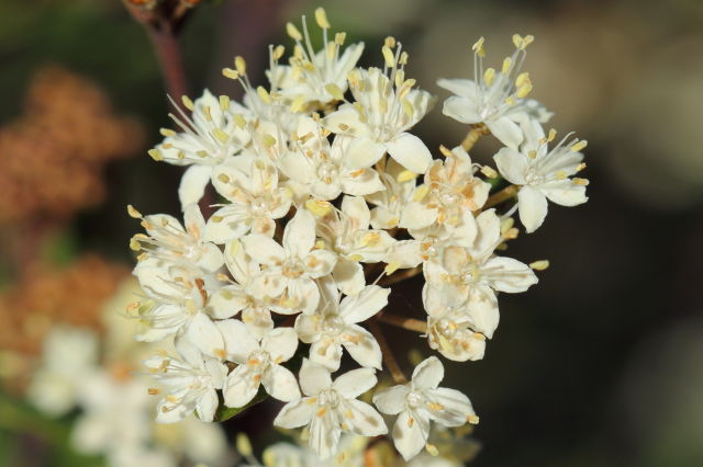 Phebalium squamulosum