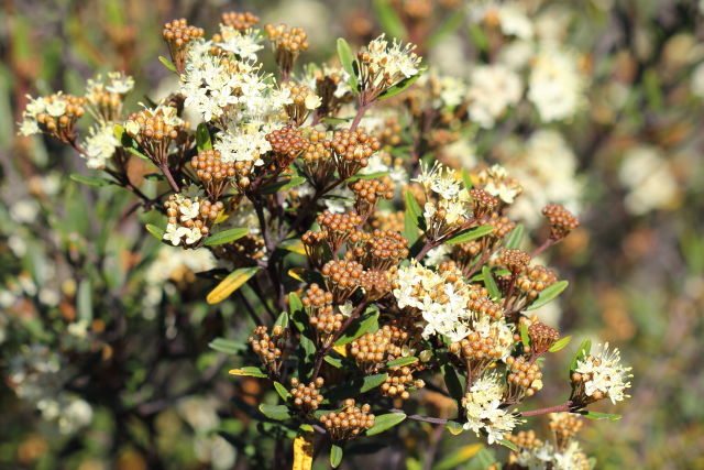 Phebalium squamulosum