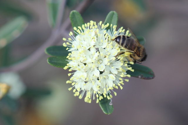 Phebalium squamulosum