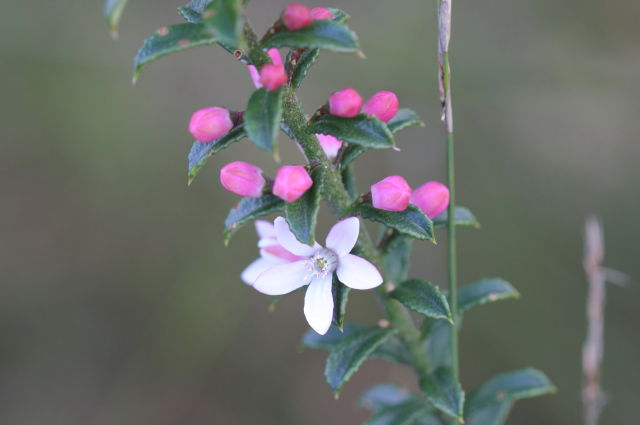 Philotheca buxifolia