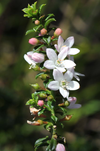 Philotheca buxifolia