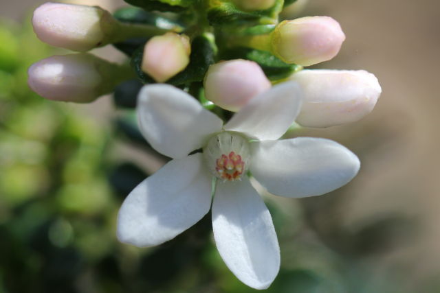 Philotheca buxifolia