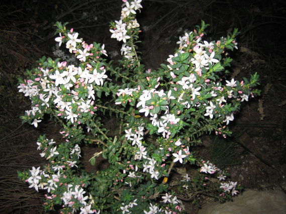 Philotheca buxifolia