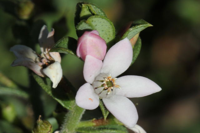 Philotheca buxifolia