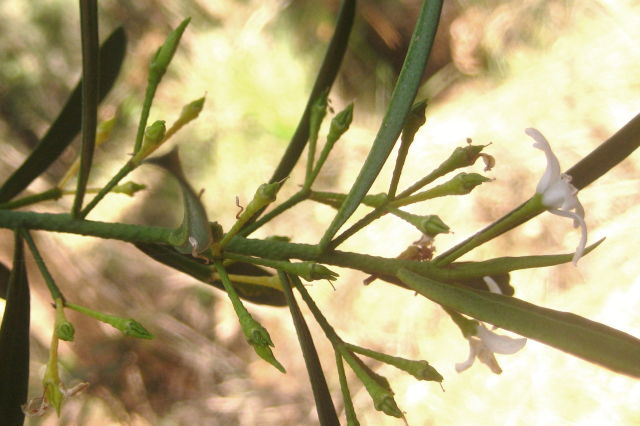 Philotheca myoporoides