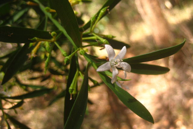 Philotheca myoporoides