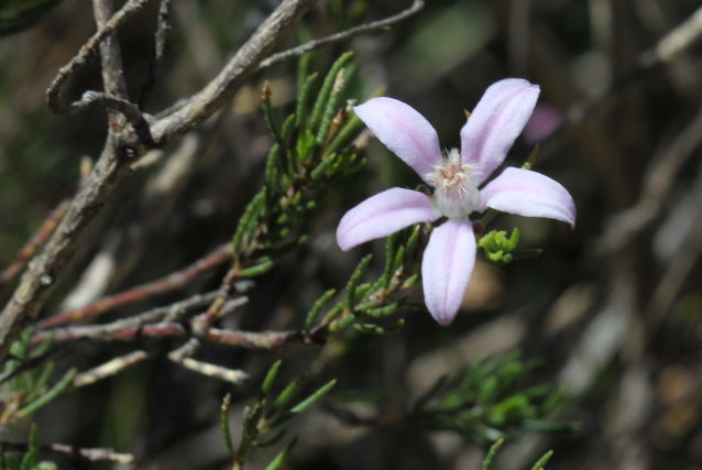 Philotheca salsolifolia