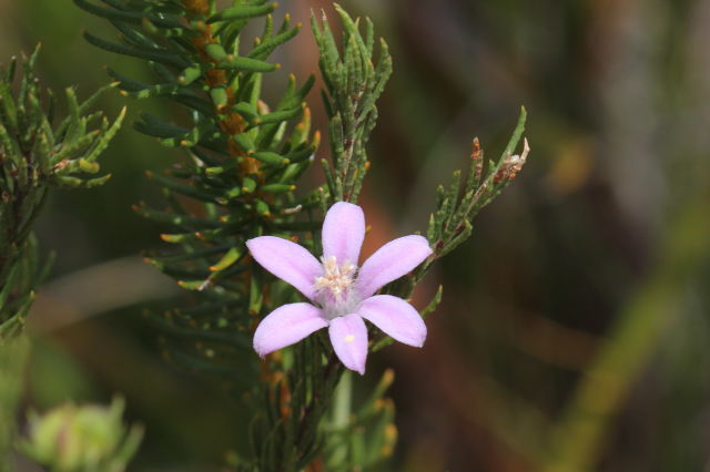 Philotheca salsolifolia