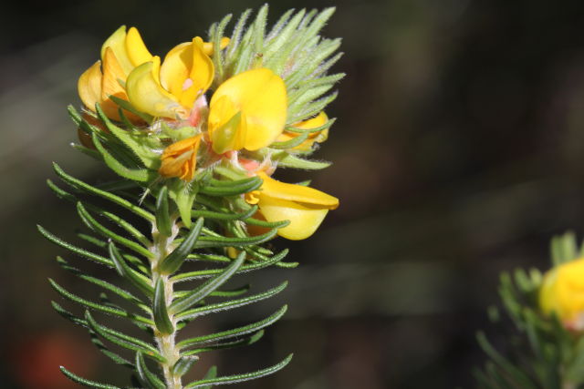 Phyllota grandiflora
