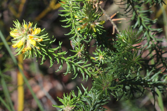 Phyllota grandiflora