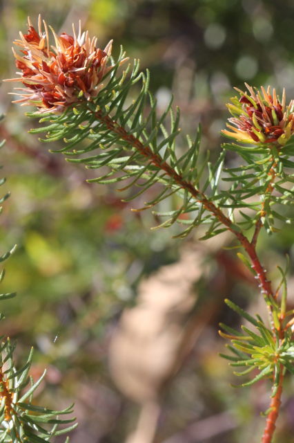 Phyllota grandiflora