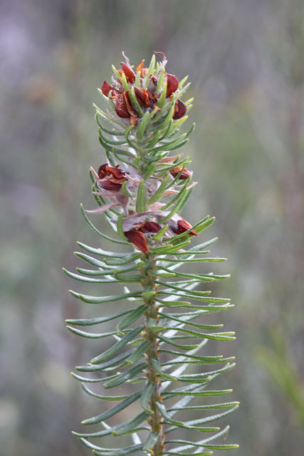 Phyllota grandiflora