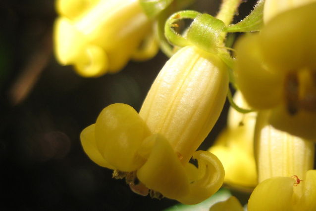 Pittosporum revolutum