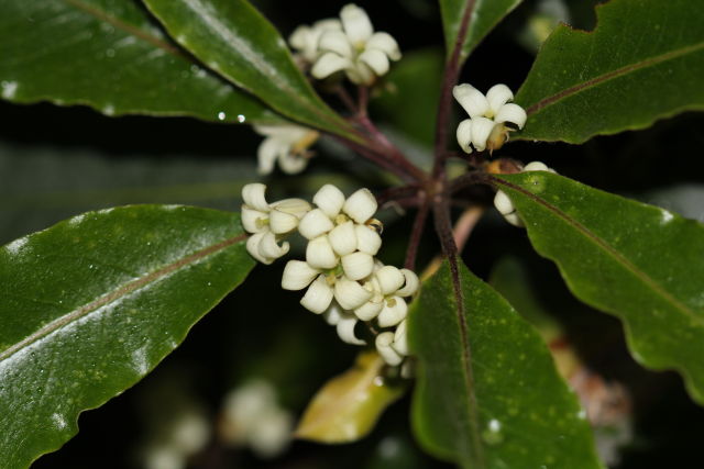 Pittosporum undulatum