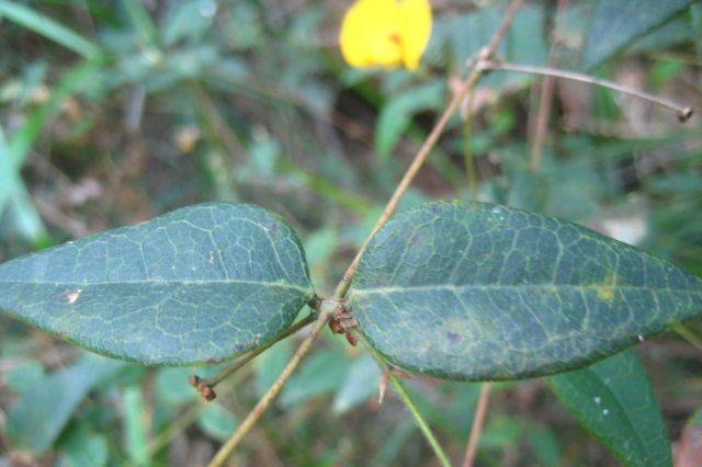 Platylobium formosum