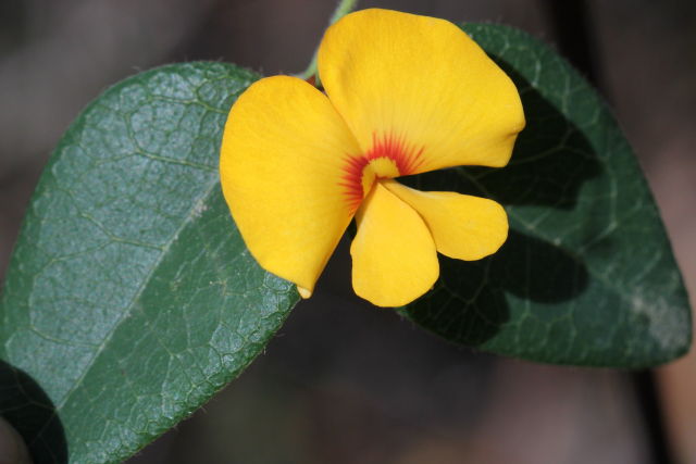 Platylobium formosum