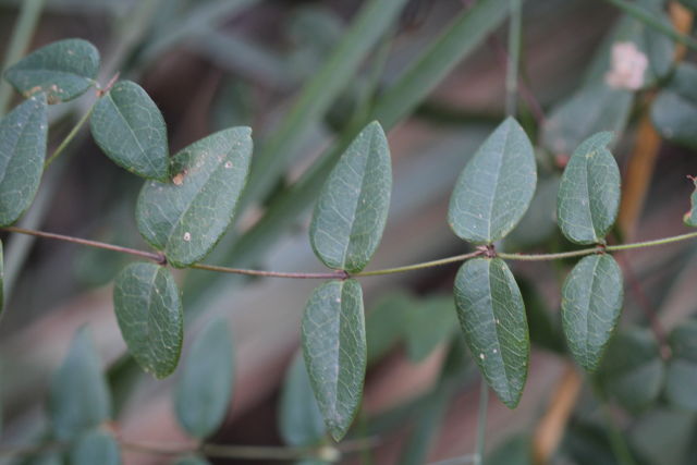 Platylobium formosum