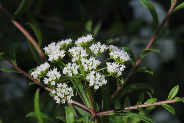 Platysace lanceolata