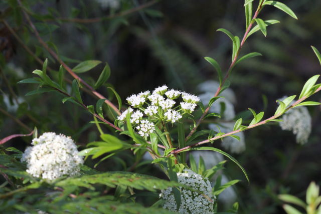 Platysace lanceolata